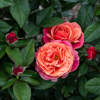Uptown Girl™ Grandiflora Rose