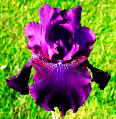 Rosalie Figge Reblooming Iris