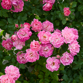 Cupid's Kisses® Climbing Patio  Rose
