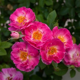 Cupid's Kisses® Climbing Patio  Rose