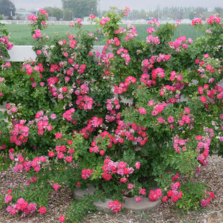 Cupid's Kisses® Climbing Patio  Rose