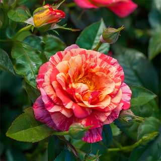 Frida Kahlo® Floribunda Rose