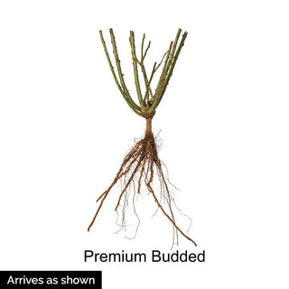 Ebb Tide™ Floribunda Rose