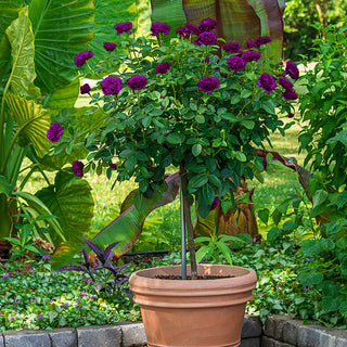 Ebb Tide™ Floribunda Rose