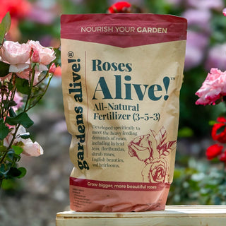 Red Alive Roses Lady in Red Climbing Rose – Roses | Spring Hill Nurseries