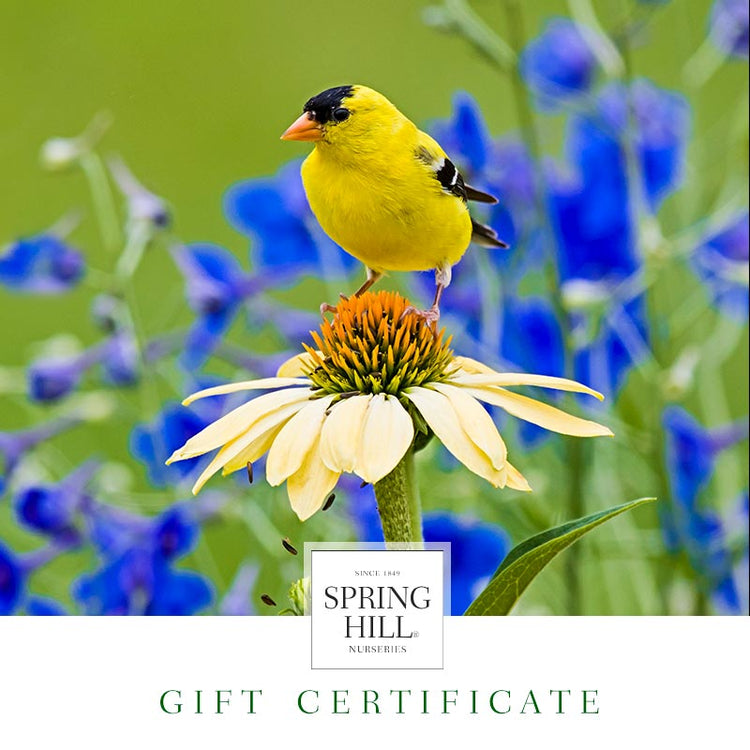 Gardening Gift Certificates for Sale at Spring Hill Nurseries Spring