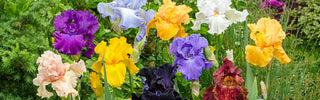 Iris