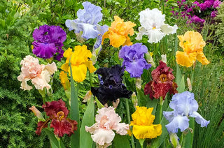 Iris