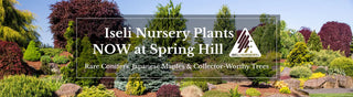 Iseli Nursery Plants NOW at Spring Hill