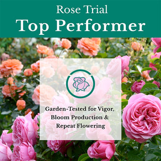 Rio Samba Hybrid Tea Rose