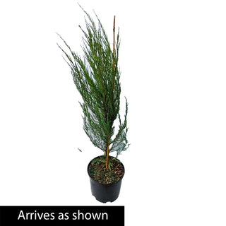 Skyrocket Juniper