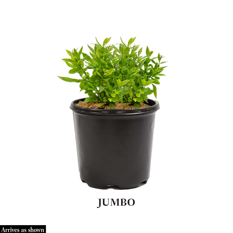 earrings plant Fuchsia Sanihanf main image 0