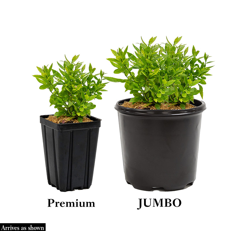 aster plant in pot Wow! Aster Blue - Jumbo | SYMPHYOTRICHUM '18-644-1' | Blue | Zone 5-9 | Full Sun