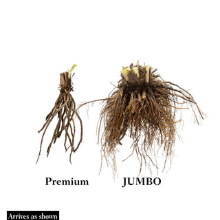 Fragrant Returns Jumbo Daylily