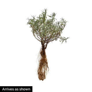 Blue Jean Baby Russian Sage