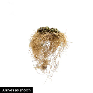 Excelsior Foxglove Mix