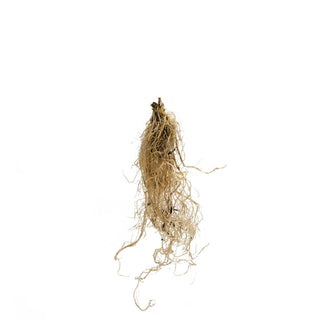 Ostrich Fern