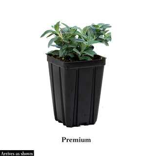 Summer of Love™  Butterfly Bush