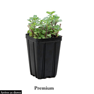 Purrsian Blue Catmint