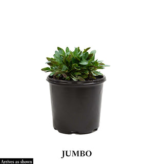 Westcountry™ Red Rum Lupine