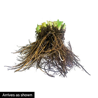 Wineberry Candy Jumbo Daylily