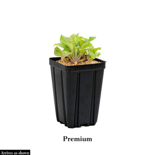 Excelsior Foxglove Mix