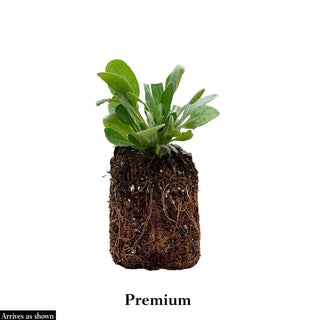 Arizona Sun Gaillardia