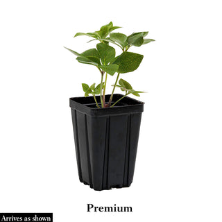 Pippa’s Purple Hellebore