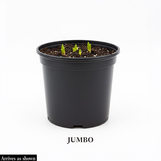 Tango Hummingbird Mint