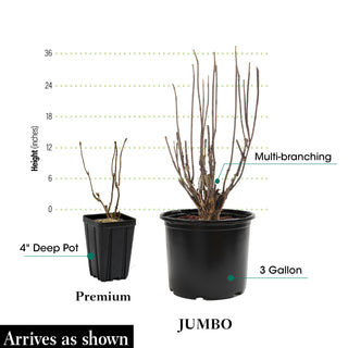 Ruby Slippers Dwarf Oakleaf Hydrangea