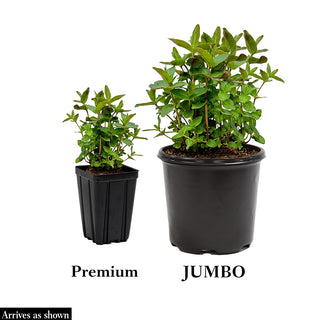 Endless Summer® Summer Crush® Hydrangea