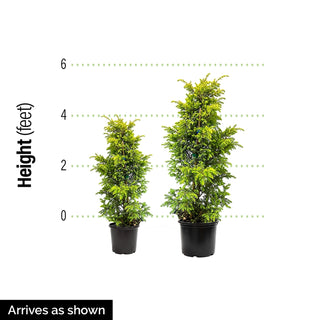 Dinger Japanese Cedar