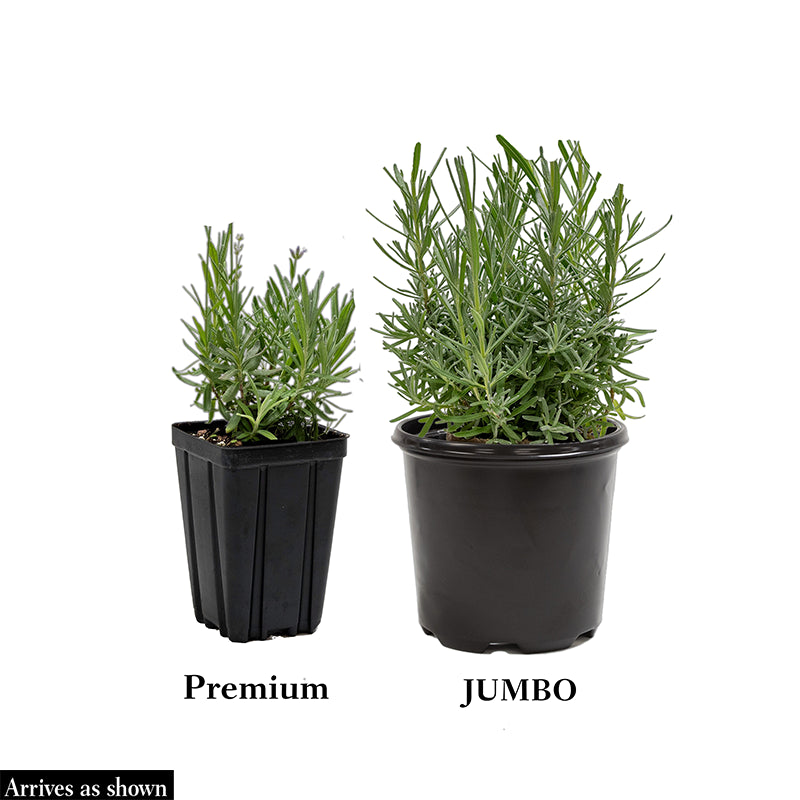 lavender plant is perennial Sensational Lavender | Fragrant Perennials