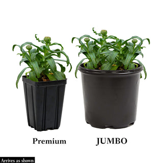 Alaska Shasta Daisies