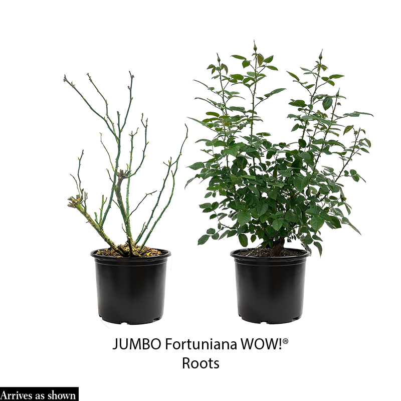 doris day rubber tree plant Doris Day™ Floribunda Fortuniana Rose – Spring Hill Nurseries
