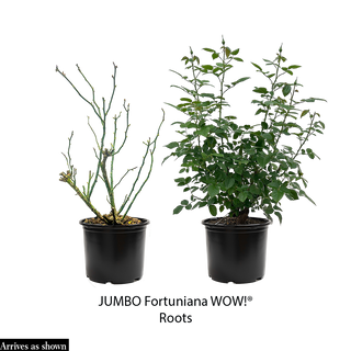 Ch-Ching™ Grandiflora Rose