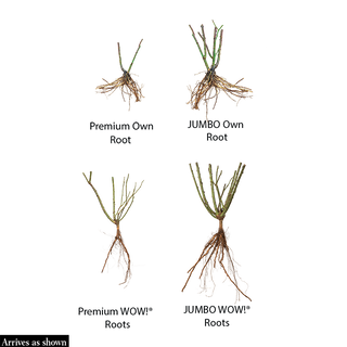 Ch-Ching™ Grandiflora Rose