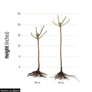 Livin' Easy® Floribunda Rose Tree