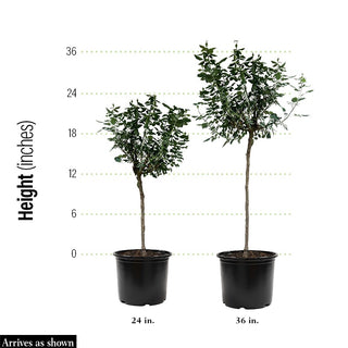 Ebb Tide ® Tree Rose