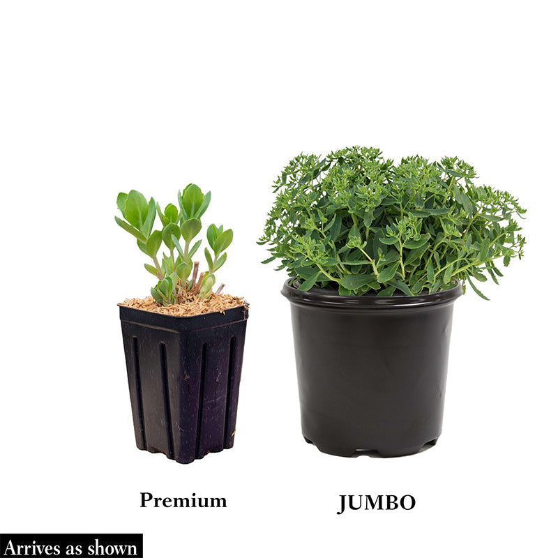 is sedum an indoor plant Autumn Joy Sedum - Shop Succulents