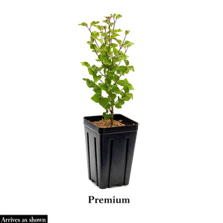 Korean Spice Viburnum