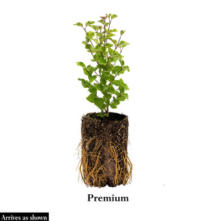 Be Right Back™ Lilac Shrub