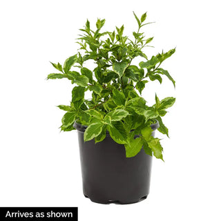 Suzanne Variegated Weigela