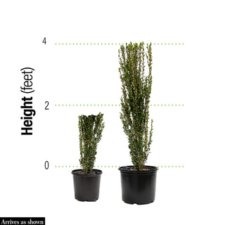 Sky Pencil Japanese Holly