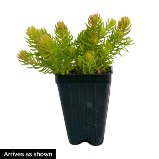 Sun Sparkler® Dazzling Dynamite Sedum