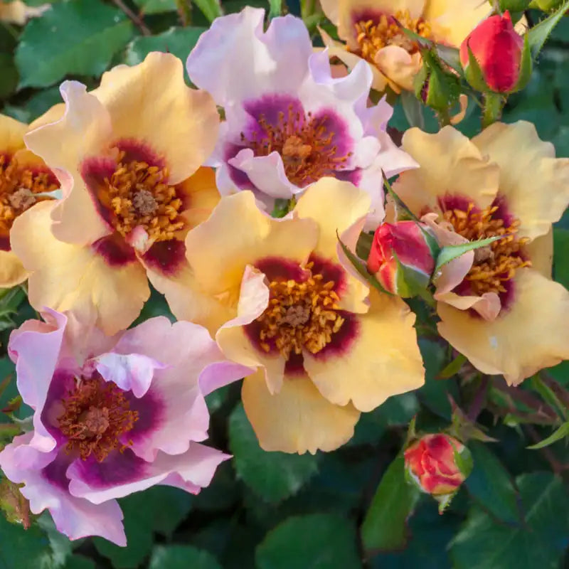 Yellow Spring Hill Roses Spring Hill Nurseries | Find your Inspiration- Online Nursery – Spring ...
