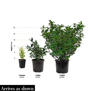 Blue Princess & Blue Prince Holly