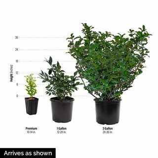 Minuet Lilac Hedge