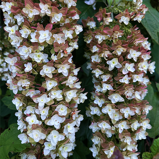 Snowflake Oakleaf Hydrangea