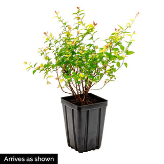 Blue Bird Rose of Sharon